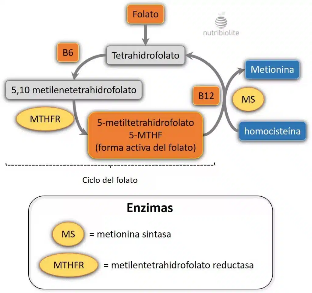 Metabolismo de los folatos, ácido fólico y vitamina B 12